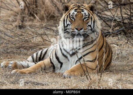 Südafrika, Private Reserve, Asiatische (Bengalen) Tiger (Panthera tigris tigris), ruhen Stockfoto