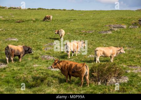 Frankreich, Lozère, Les Causses et les Cevennes, kulturelle Landschaft der Mediterranen agro Weidewirtschaft, als Weltkulturerbe von der UNESCO, der Nationalpark der Cevennen, als Reserve der Biosphäre der UNESCO, Mas Camargues, die Kühe in einem Wiesen aufgeführt Stockfoto