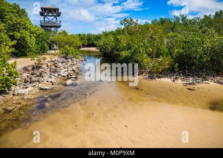 Frankreich, Guadeloupe, Grande-Terre, Port-Louis, Discovery Trail der Mangrove und dessen Aussichtsturm Stockfoto