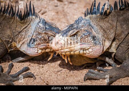 Frankreich, Karibik, Kleine Antillen, Petite Terre National Nature Reserve, Terre-de-Bas, Porträt von 2 Leguane der Kleinen Antillen (Iguana delicatissima), geschützten Arten in Gefahr, während einer Konfrontation Stockfoto