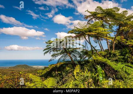 Frankreich, Guadeloupe, Basse-Terre, Capesterre-Belle-Eau, Guadeloupe Nationalpark, ganz am Anfang der Wanderweg der ersten beiden Carbet fällt, mit Blick auf die Ostküste, Baumfarne im Vordergrund. Stockfoto