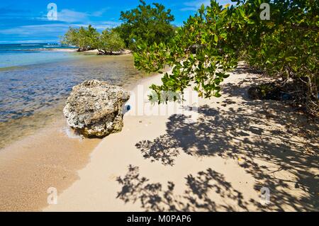 Frankreich, Guadeloupe, Grande-Terre, Port-Louis, Discovery Trail der Mangrove Stockfoto