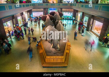 United States, New York, New York City, Upper West Side, Museum der Naturgeschichte, Erhöhte Ansicht der Akeley Hall von Afrika Säugetiere Stockfoto