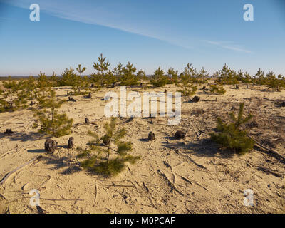 Stümpfe abwechselnd mit kleinen Tannen auf dem Sand Hills in der Baumschule unter dem blauen Himmel Stockfoto