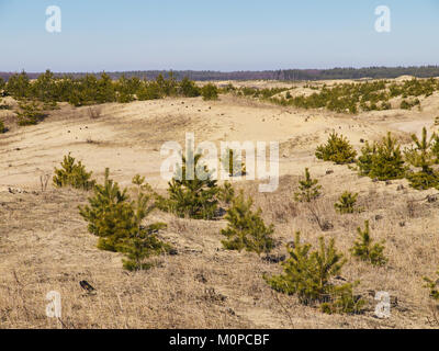 Abgestorbenes Gras und teilweise nach unten abgeschnittene Tanne - Baumschule auf dem Sand Hügel mit Wald auf dem Hintergrund unter dem blauen Himmel Stockfoto