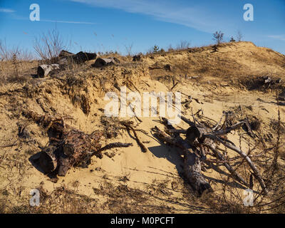 Trockenes Gras und bleibt der Fichten auf dem Sand bergsturz unter dem blauen Himmel Stockfoto