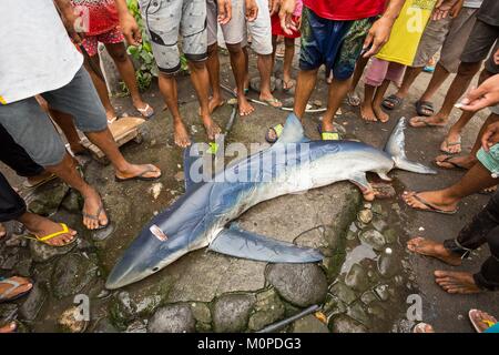 Philippinen, Luzon, Provinz Albay, Tiwi, Fischer um ein blauhai (Prionace Hastata) Stockfoto