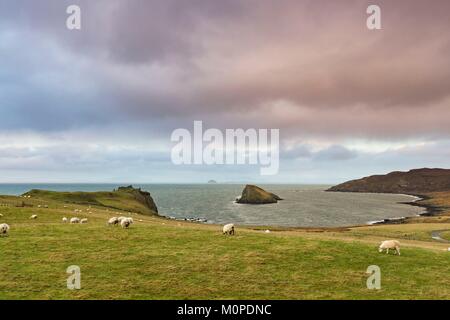 Vereinigtes Königreich, Schottland, Highlands, inneren Hebriden, Isle of Sky, Duntulm, Schafe Löten in der Nähe des Meeres Stockfoto