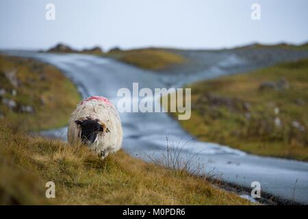 Vereinigtes Königreich, Schottland, Highlands, inneren Hebriden, Isle of Sky, Duntulm, Schafe Löten in der Nähe des Meeres Stockfoto