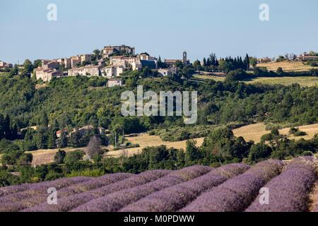 Frankreich, Alpes de Haute Provence Vachères, Feld mit Lavendel und das Dorf im Hintergrund Stockfoto