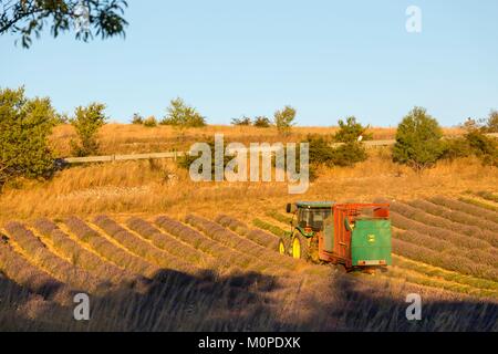 Frankreich, Drome, Ferrassières, eine landwirtschaftliche Maschine schneidet Lavendel in einem Feld Stockfoto