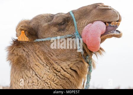 Tunesien, Douz, Sahara, Kamel, Dromedar, männliche in Rut Stockfoto