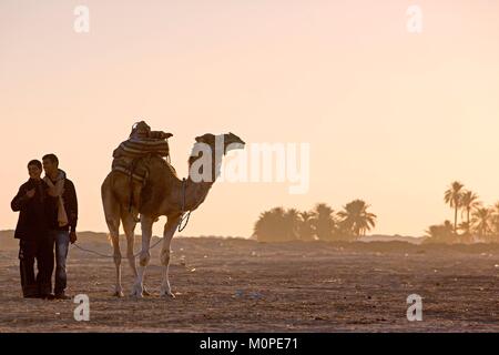 Tunesien, Douz, Sahara, internationales Festival der Sahara in Douz, Dromedar Stockfoto