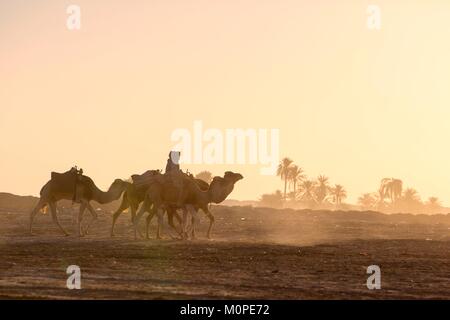 Tunesien, Douz, Sahara, internationales Festival der Sahara in Douz, Dromedar Stockfoto