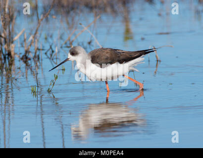 Schwarz geflügelte Stelzenläufer Himantopus himantopus juvenile Vogelfütterung in einer Lagune an der Algarve Portugal. Stockfoto