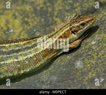 Gravid weiblichen Gemeinsame oder Vivipar Eidechse Sonnenbaden auf einem Felsen im Peak District in Großbritannien. Stockfoto