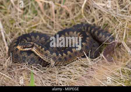 Weibliche Kreuzotter Vipera berus auf trockenem Gras in den Peak District England Aalen. Stockfoto