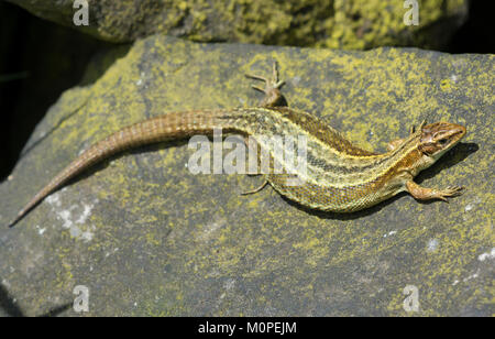 Gravid weiblichen Gemeinsame oder Vivipar Eidechse Sonnenbaden auf einem Felsen im Peak District in Großbritannien. Stockfoto