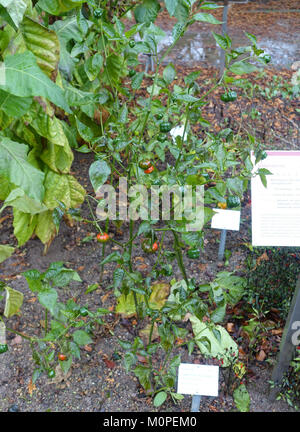 Capsicum baccatum, auch bekannt als Aji-Pfeffer, ist eine im Botanischen Garten von Heidelberg vorgestellte Chili-Pfefferart. Die Pflanze ist bekannt für ihre scharfen Früchte und gehört zur botanischen Sammlung von gardenâ. Stockfoto
