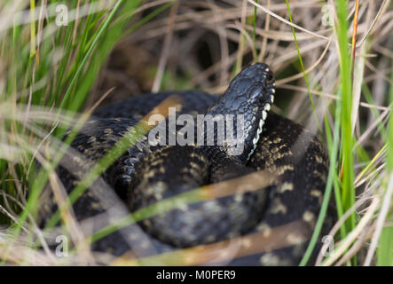 Männliche Kreuzotter Vipera berus eingerollt im Gras in der Peak District England sonnt Stockfoto