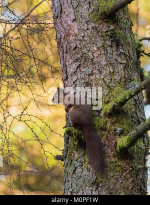 Eichhörnchen Sciurus vulgaris saß in einer Lärche Baum in den Yorkshire Dales England Stockfoto