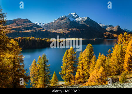 Herbst Laub Farbe in der Lärchen im Engadin, Graubuden, Schweiz, Europa. Stockfoto