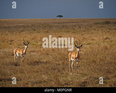 Paar Grant's Gazelle (Nanger granti) auf dem Trockenen Grasebenen der Masai Mara, Kenia, Afrika mit einem einsamen Akazie am Horizont Stockfoto