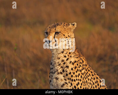 Gepard (Acinonyx jubatus) die Jagd in der Masai Mara Naturschutzgebieten, größere Mara, Kenia Afrika Stockfoto