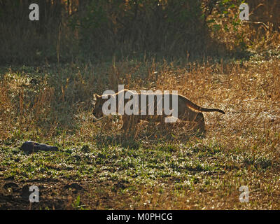 Einzel-Löwenkuppe mit Hintergrundbeleuchtung (Panthera leo), die im Rahmen des Aufwachsens in Masai Mara Conservancy, Kenia, Afrika, in einem kurzen Gras Savanne hallt Stockfoto