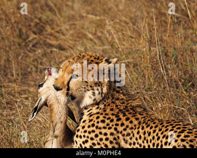 Gepard (Acinonyx jubatus) Einschnüren junge Thompson's Gazelle Beute in der Masai Mara Naturschutzgebieten, größere Mara, Kenia, Afrika Stockfoto