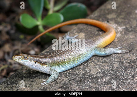 Orange Tailed Skink Aalen in der Sonne neben Sträuchern auf Stone Walling. Stockfoto