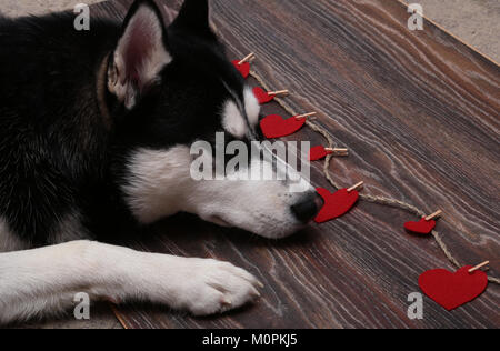 Black White Siberian husky liegend auf dem Boden Stockfoto