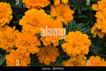 Tagetes. Tagetes im Garten. Stockfoto