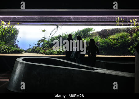 Wälder unter Wasser, Ausstellung von Takashi Amano, Oceanario, Lissabon, Portugal, Dezember 2017 Stockfoto