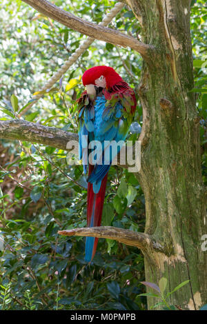 Ein Green-winged Macaw in der Salisbury Zoological Park, Salisbury, Maryland, Vereinigte Staaten. Stockfoto