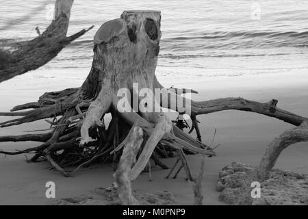 Driftwood stumpf auf Little Talbot Island, Florida, in schwarz-weiß Stockfoto