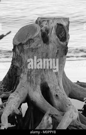 Driftwood stumpf auf Little Talbot Island, Florida, in schwarz-weiß Stockfoto