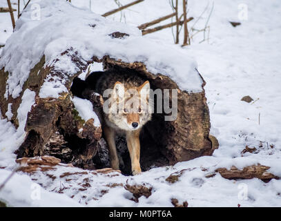 Kojote in einem verschneiten Feld Stockfoto
