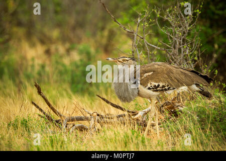 Kori bustard (Ardeotis Kori) zu Fuß auf der Savanne in Samburu National Reserve, Kenia Stockfoto