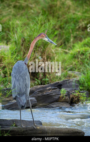 Goliath Heron (Ardea goliath) auf einem Felsen von einem Bach in Masai Mara National Reserve, Kenia gehockt Stockfoto