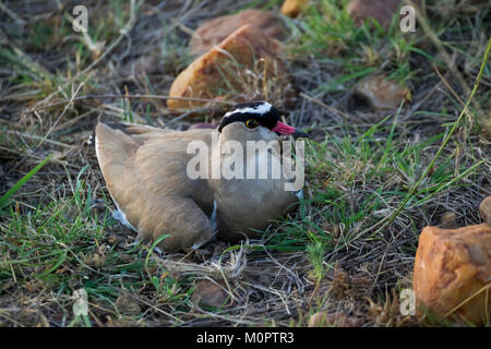 Gekrönt Plover (Vanellus coronatus) auf sein Nest in Masai Mara National Reserve, Kenia ruhen Stockfoto