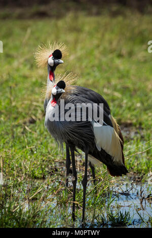 Grau gekrönt Kran (Balearica regulorum) Paar auf der Savanne in Masai Mara National Reserve, Kenia Stockfoto