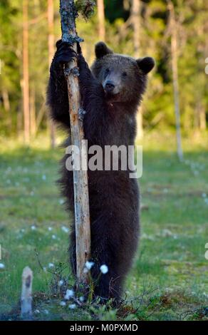 Die Cub von Braunbär (Ursus arctos) stehend auf die Beine behindern im Sommer Wald Natur grün Hintergrund Stockfoto