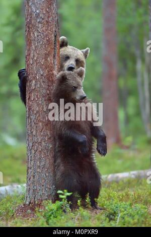 Die She-Bear und Cub von Braunbär (Ursus arctos) stehend auf die Beine behindern im Sommer Wald Natur grün Hintergrund Stockfoto