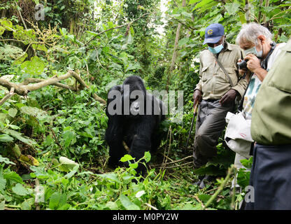 Ein Berggorillas im Virunga Nationalpark im Osten der Demokratischen Republik Kongo. Stockfoto