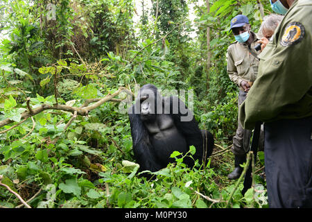 Ein Berggorillas im Virunga Nationalpark im Osten der Demokratischen Republik Kongo. Stockfoto