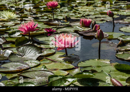 Seerose blüht und Lily Pads auf einem ruhigen Teich. Stockfoto