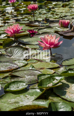 Seerose blüht und Lily Pads auf einem ruhigen Teich. Stockfoto