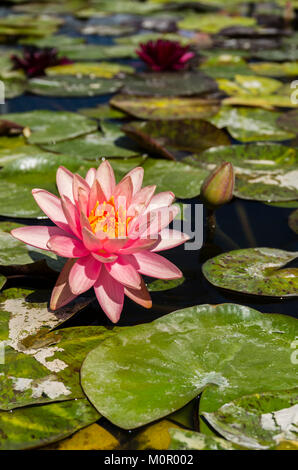 Seerose blüht und Lily Pads auf einem ruhigen Teich. Stockfoto