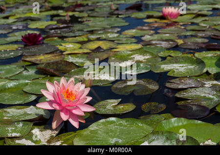 Seerose blüht und Lily Pads auf einem ruhigen Teich. Stockfoto